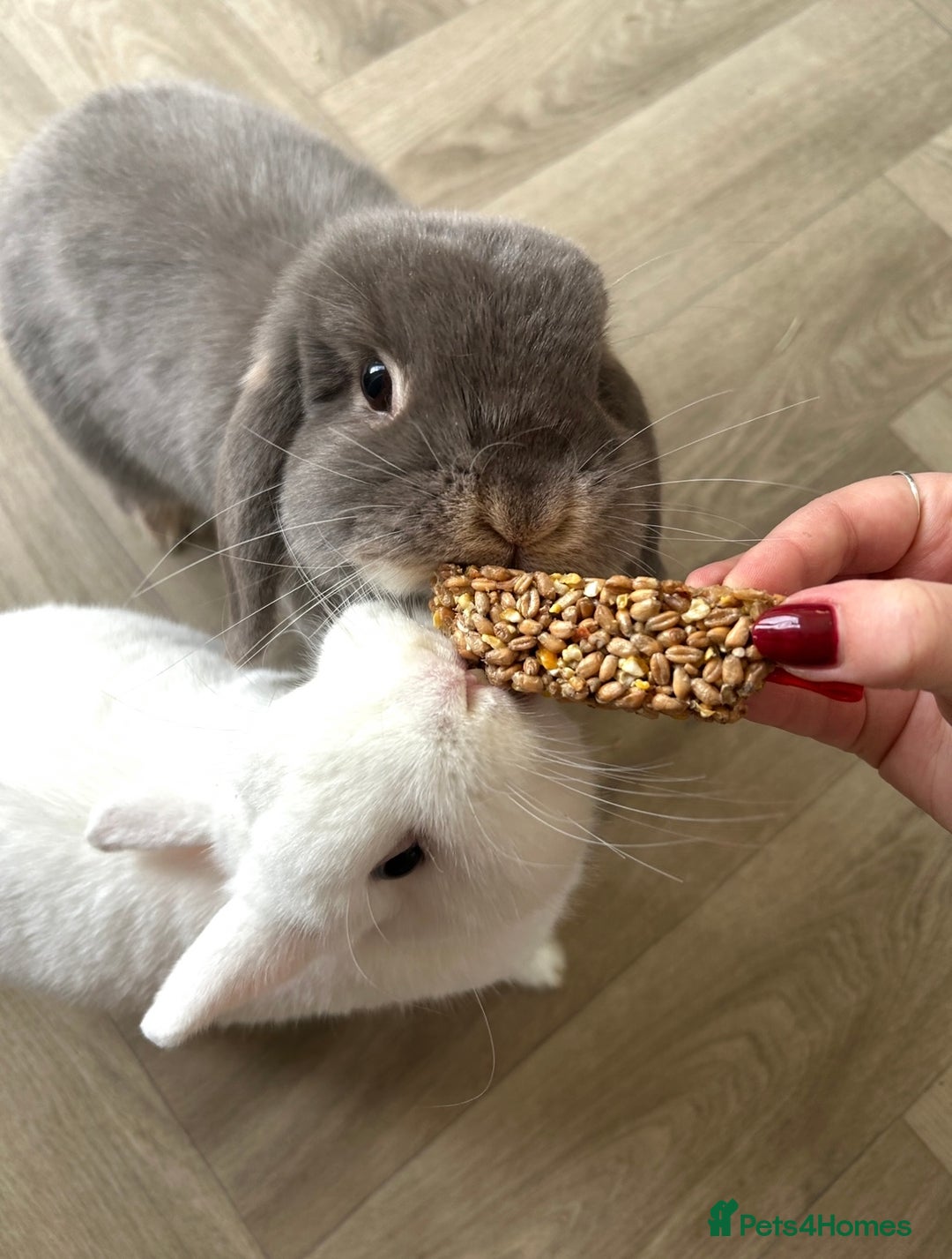 Mini Lop rabbits for sale: Female Mini Lop and Male Netherland Dwarf Pair - Advert 2