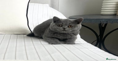 British Shorthair cats - Advert 11