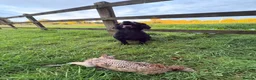Cocker Spaniel dogs for stud: Stud Available (Working Cocker)  in Cheltenham - Advert 3