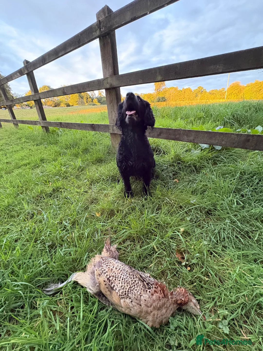 Cocker Spaniel dogs for stud: Stud Available (Working Cocker)  in Cheltenham - Advert 3