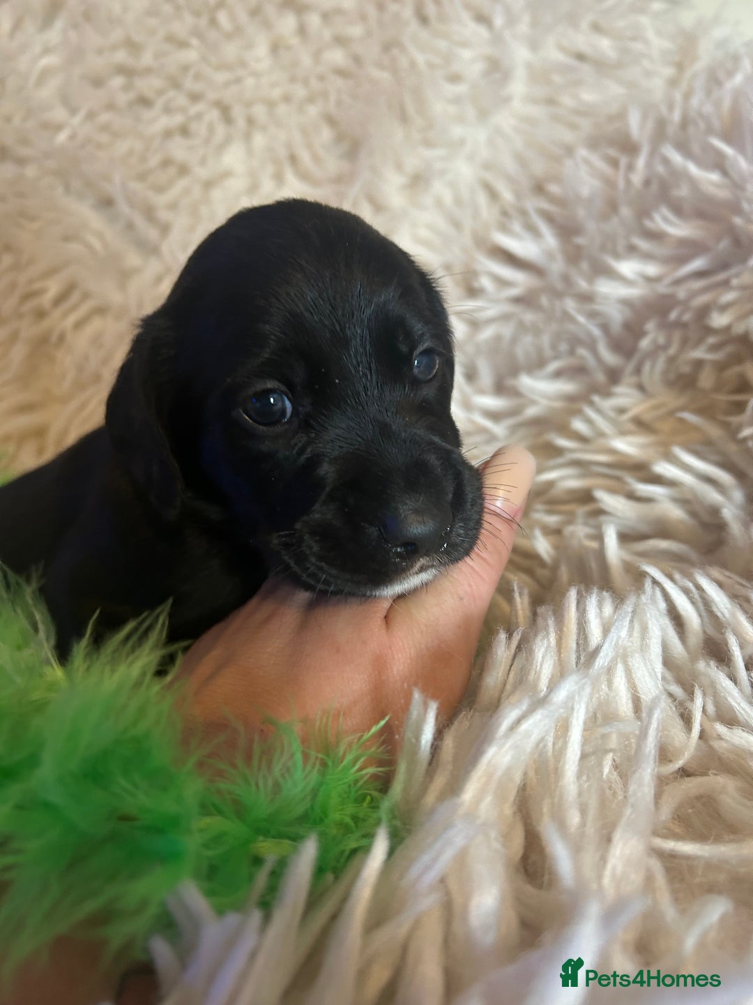 Cockerdor dogs for sale: Cockerdors - Image 10