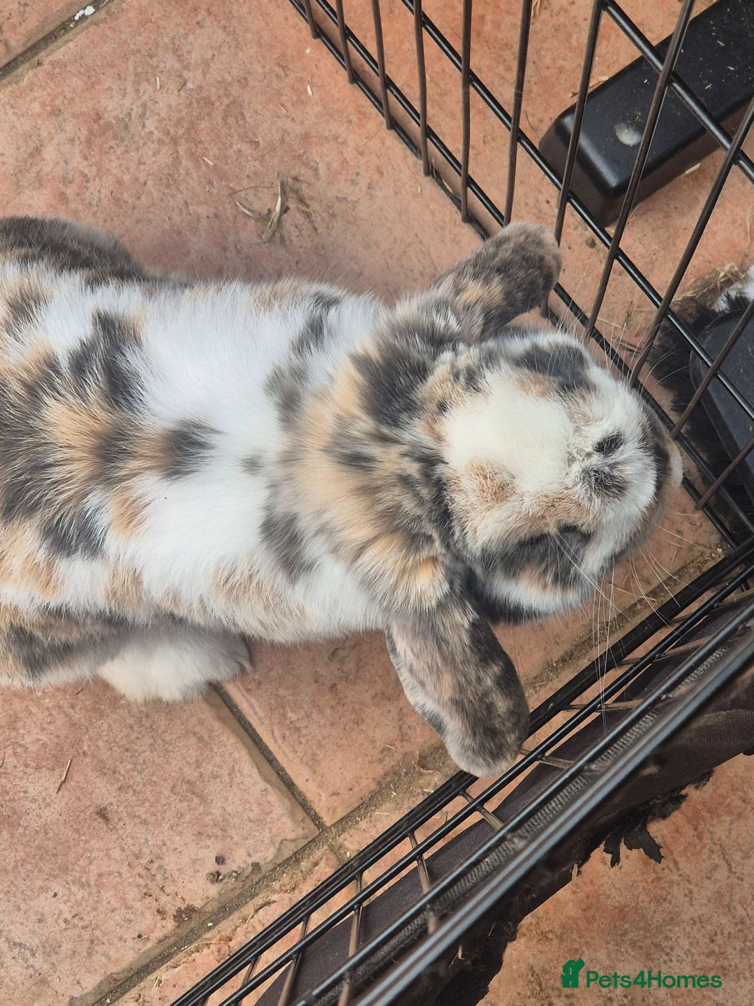 Mixed Breed rabbits for sale: Male lop mix in Leeds - Advert 2