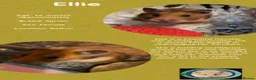 Hamster rodents for sale: Hamsters  - Advert 12