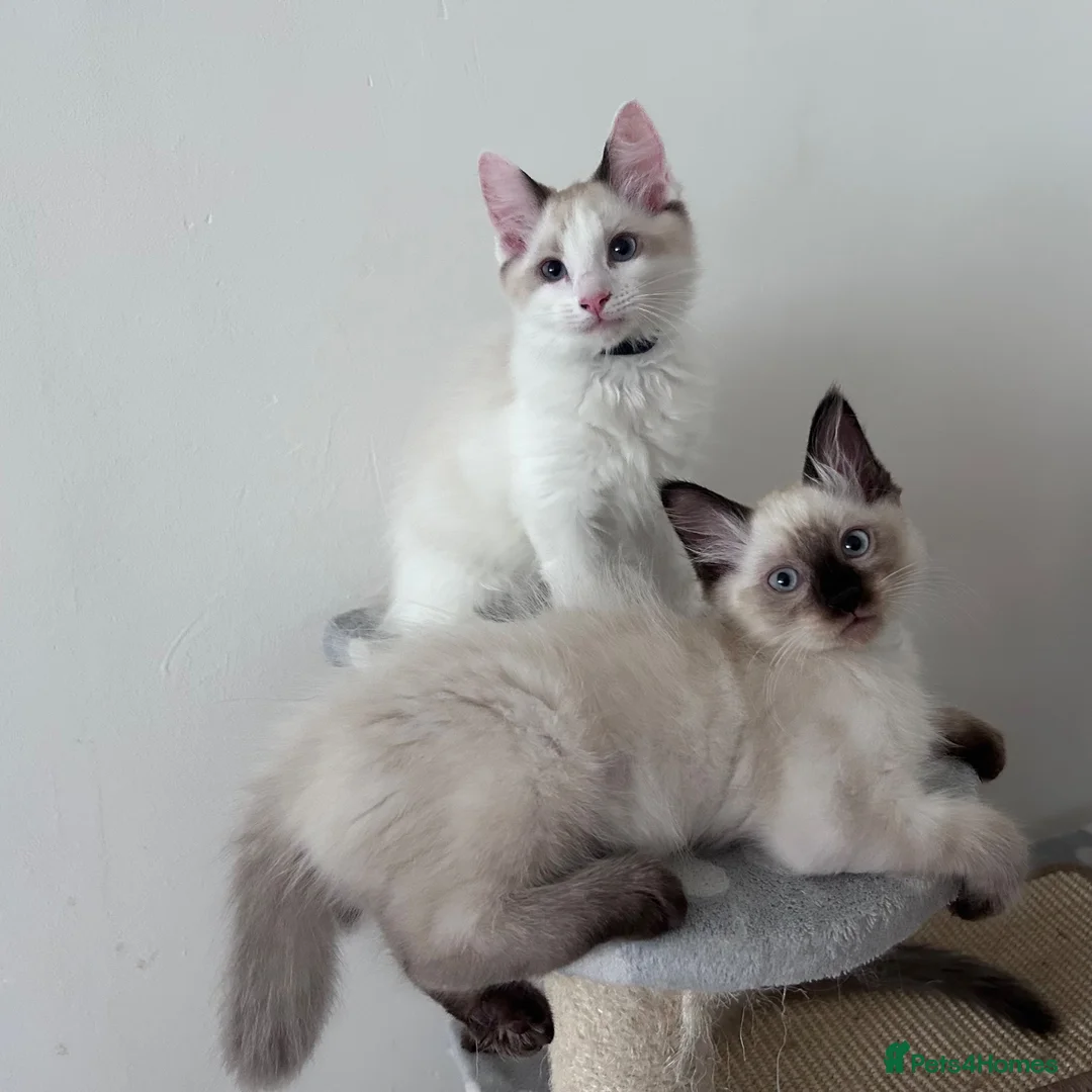 Ragdoll cats for sale: Stunning Ragdoll kittens💙&🩷 - Advert 2