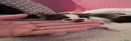 Domestic Shorthair cats for sale: Four beautiful healthy happy kittens  - Advert 20