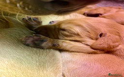 Cockerdor dogs for sale: Beautiful Deep Dark Red Cockerdors DNA Clear - Image 3