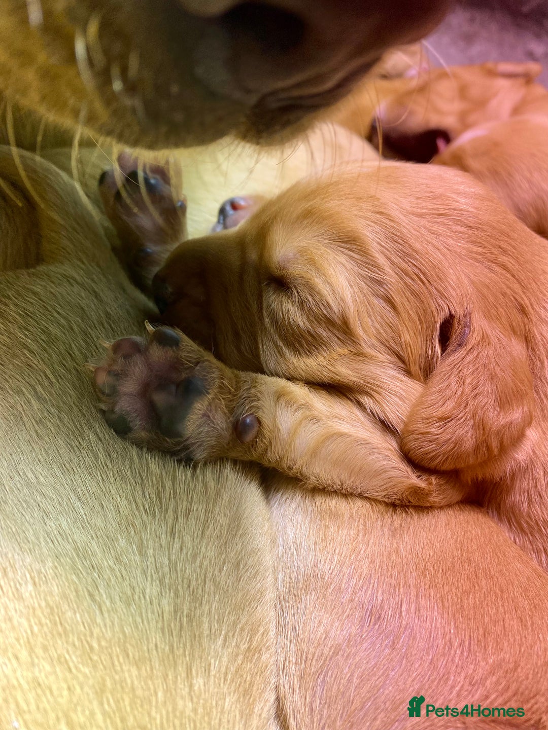 Cockerdor dogs for sale: Beautiful Deep Dark Red Cockerdors DNA Clear - Image 3
