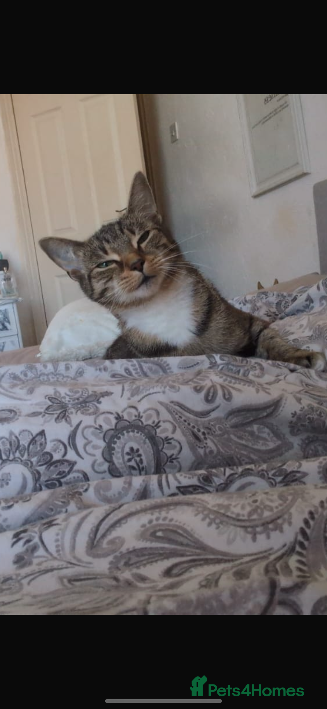 British Shorthair cats for sale: Home needed urgently  - Advert 2