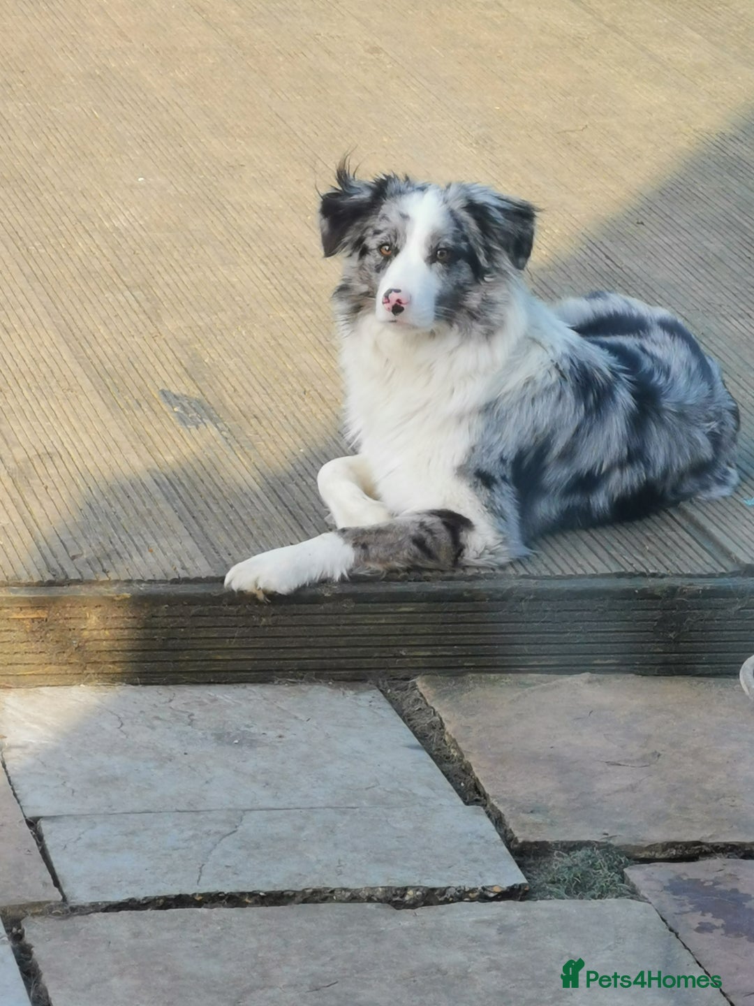 Mixed Breed dogs for sale: Beautiful Bordernese Puppies - Advert 5