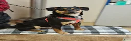 Mixed Breed dogs for adoption: ❤️🐶 PENNY – A WHOLE WORLD OF HAPPINESS! 🐶❤️ in Folkestone - Advert 9