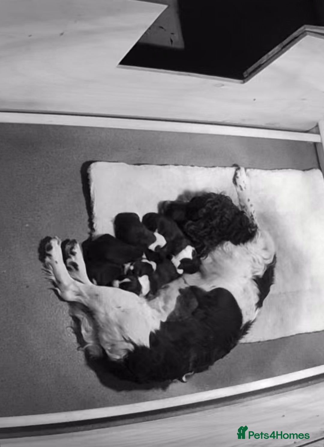 Sprollie dogs for sale: Sprollies looking for homes  - Advert 7