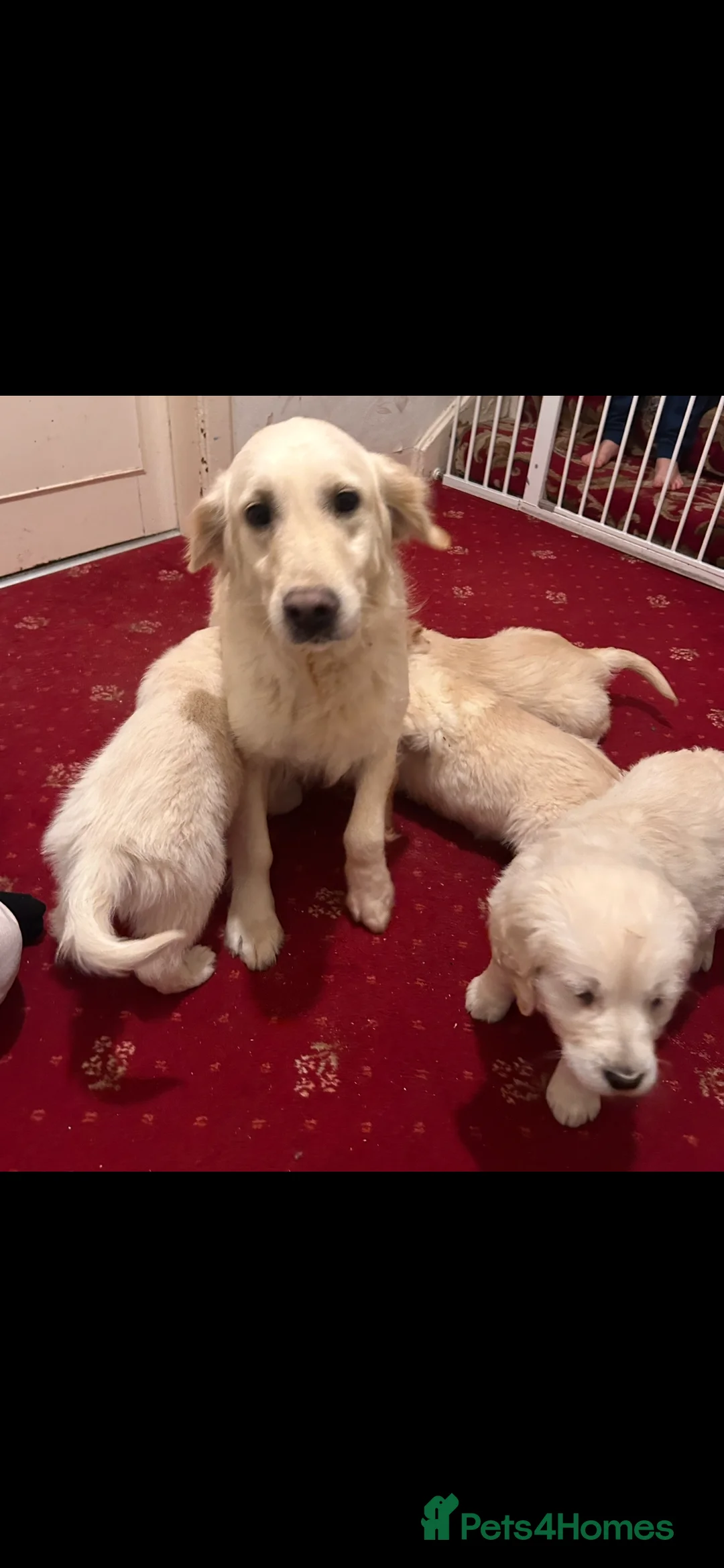 Golden Retriever dogs for sale: Golden retriever puppies  - Advert 4