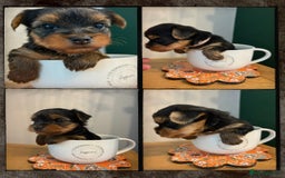 Yorkshire Terrier dogs for sale: Outstanding KC reg purebred Yorkshire terriers - Image 4