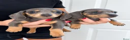 Miniature Dachshund dogs for sale: Beautiful Mini Dachshunds Ready Now  - Advert 3