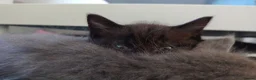 Mixed Breed cats for sale: Ragdoll cross  - Advert 15