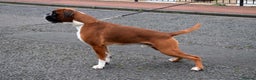 Boxer dogs for stud: Fully Health tested euro / kc reg Boxsanuk Gelso  in Newcastle upon Tyne - Advert 7