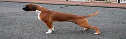 Boxer dogs for stud: Fully Health tested euro / kc reg Boxsanuk Gelso  in Newcastle upon Tyne - Advert 7