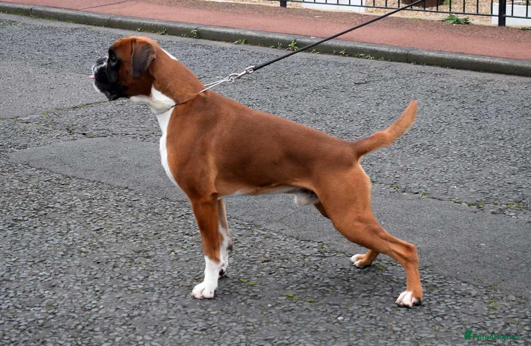 Boxer dogs for stud: Fully Health tested euro / kc reg Boxsanuk Gelso  in Newcastle upon Tyne - Advert 7