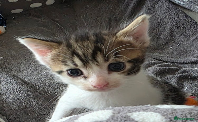 Mixed Breed cats - Advert 11