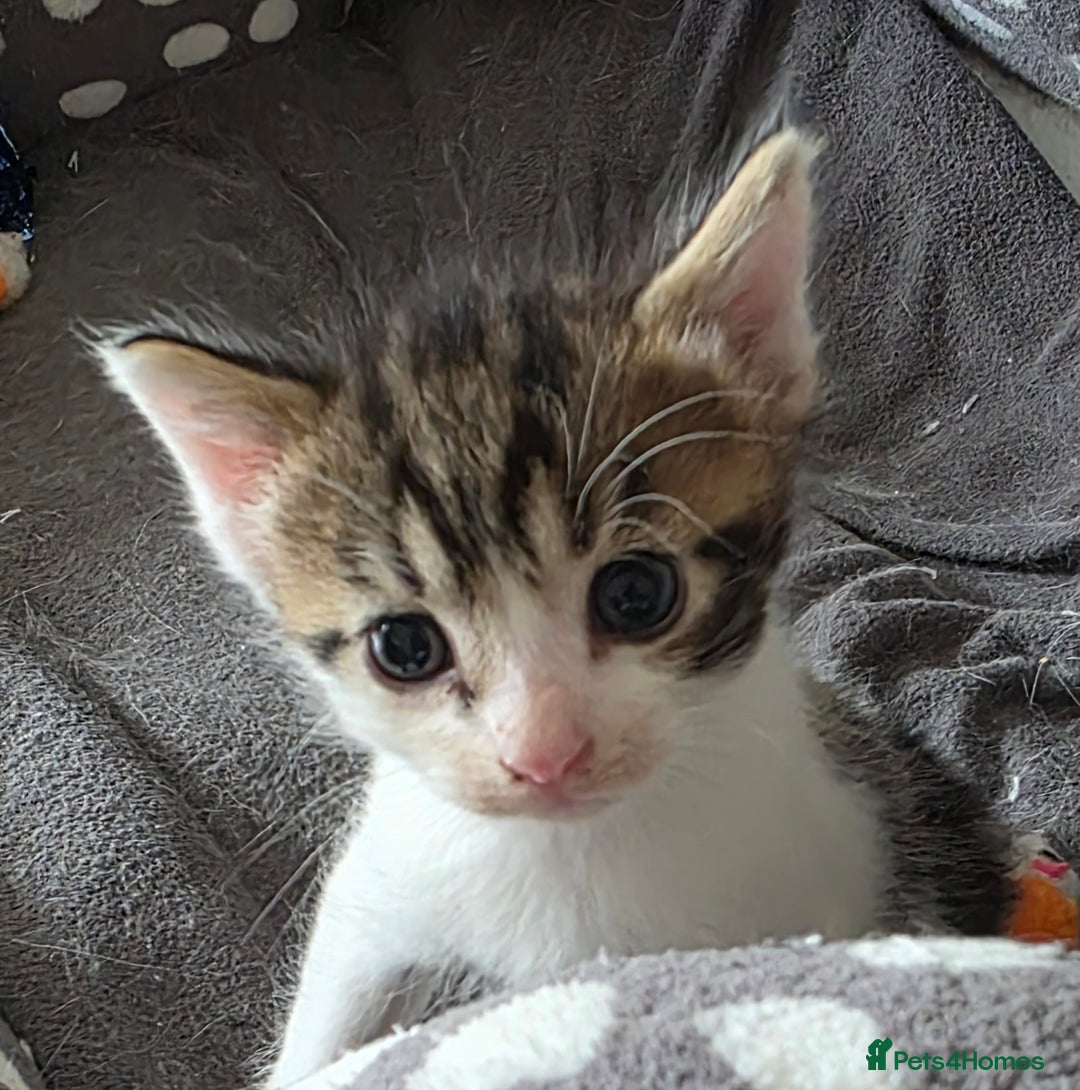Mixed Breed cats for sale: Boy kitten - Image 1