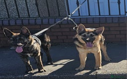Mixed Breed dogs for sale: Belgium malinois cross German shepherd  - Advert 1