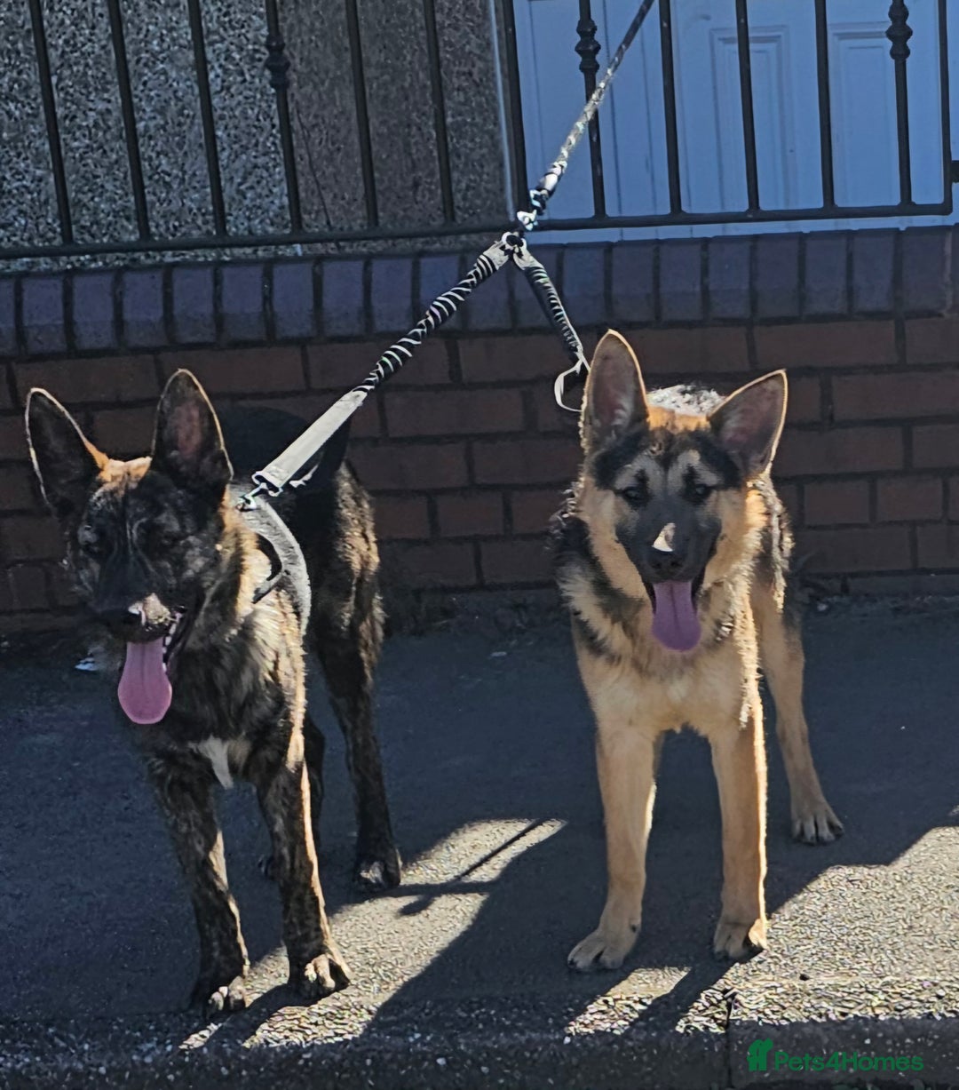 Mixed Breed dogs for sale: Belgium malinois cross German shepherd  - Advert 1