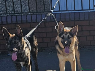 Mixed Breed dogs for sale: Belgium malinois cross German shepherd - Advert 1