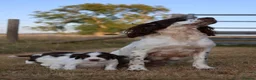 English Springer Spaniel dogs for sale: English springer spaniel  - Advert 4