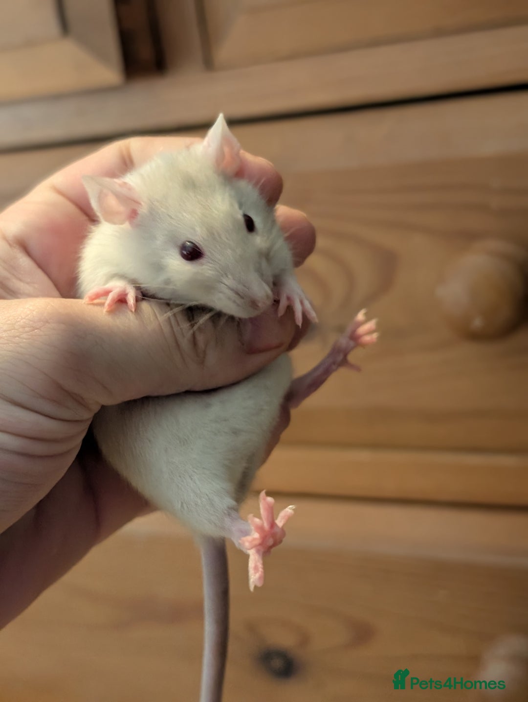 Rat rodents for sale: Dwarf & standard rats  - Image 8