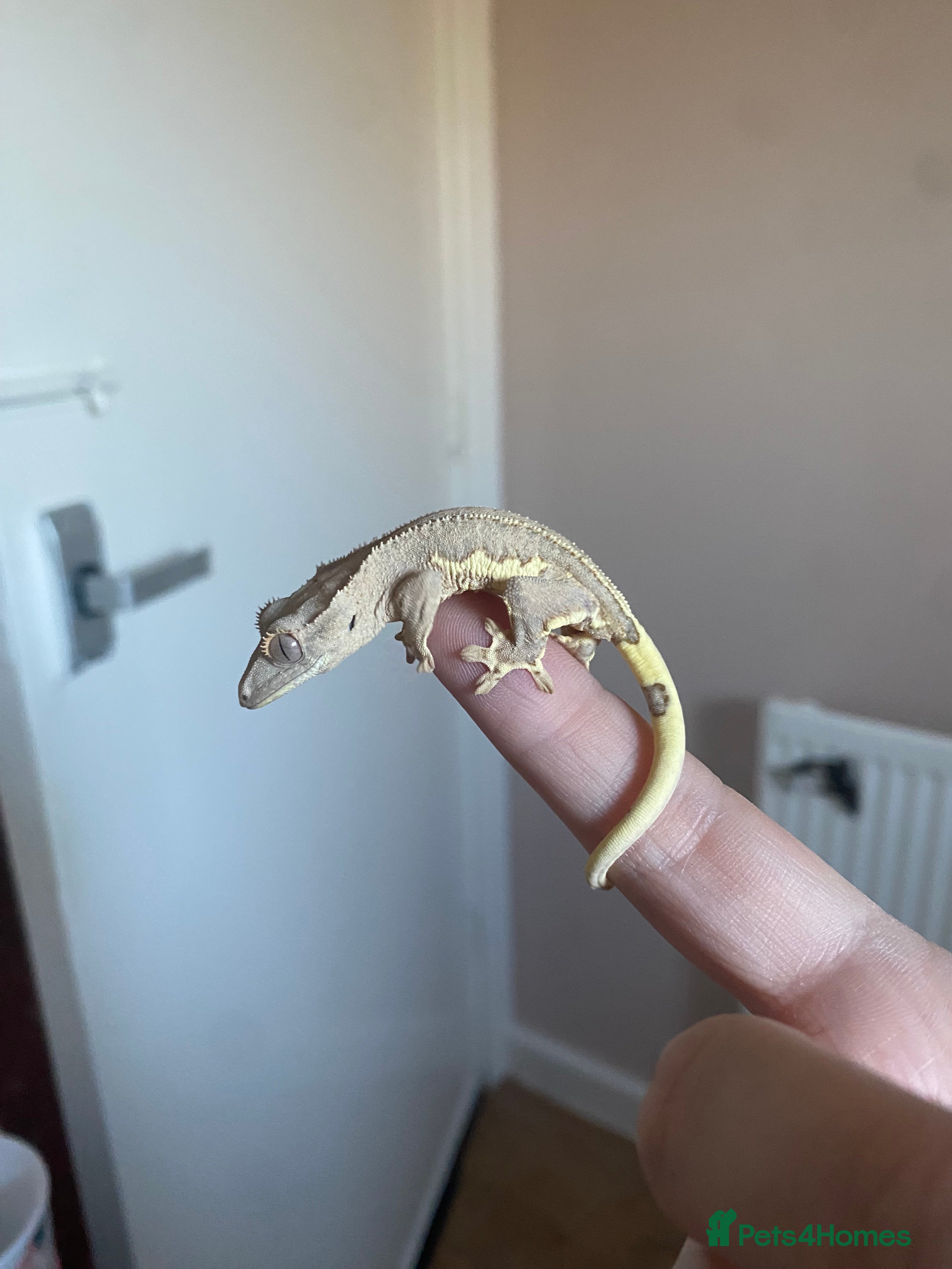 Gecko reptiles Crested Gecko Babies - Advert 8