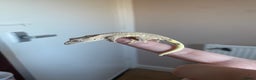 Gecko reptiles for sale: Crested Gecko Babies - Advert 1