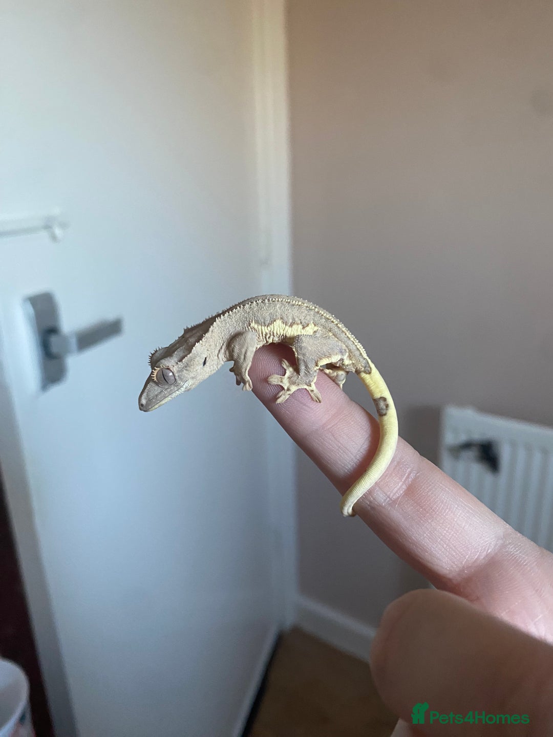 Gecko reptiles for sale: Crested Gecko Babies - Advert 1