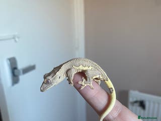 Gecko reptiles Crested Gecko Babies - Advert 7