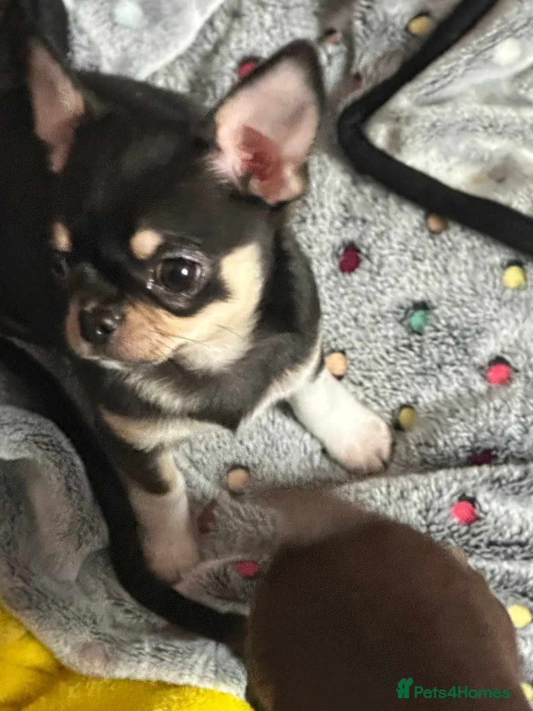 Chihuahua dogs for sale: Chihuahua puppy. Sold!!! - Advert 1