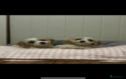 Cavachon dogs for sale: Cavachon Puppies  - Advert 1