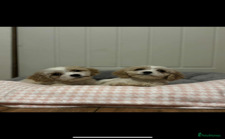 Cavachon dogs Cavachon Puppies  - Advert 10