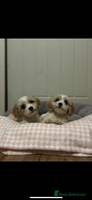 Cavachon dogs Cavachon Puppies - Advert 3