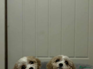 Cavachon dogs for sale: Cavachon Puppies - Advert 1