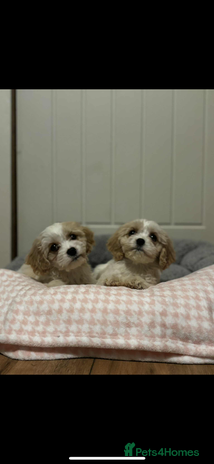 Cavachon dogs Cavachon Puppies - Advert 1