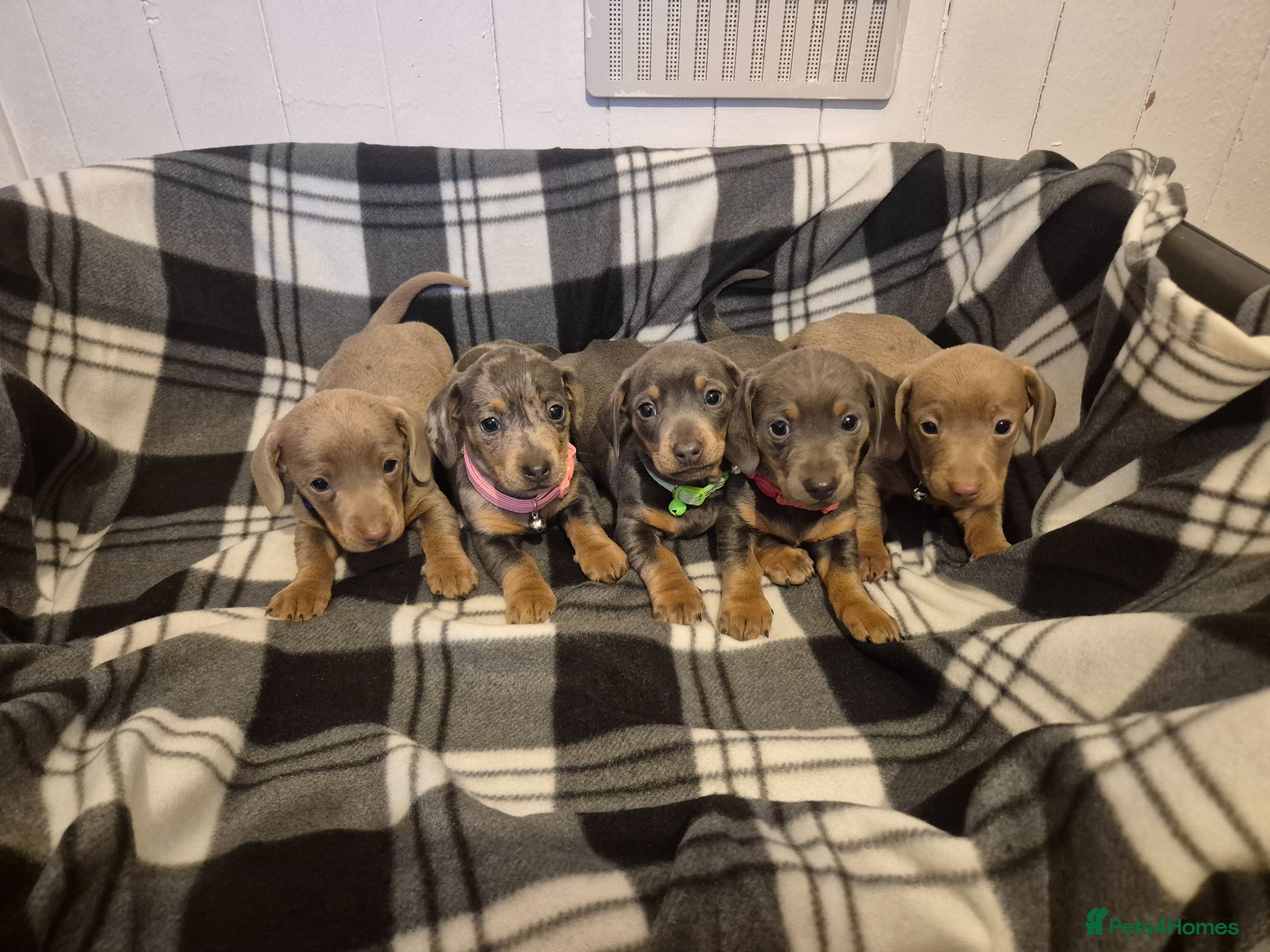 Miniature Dachshund dogs Miniature dachshund - Advert 1