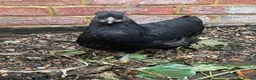 Chickens poultry for sale: Hand-Reared Bantam Wyandotte Chicks – 3 Available in Horsham - Advert 4