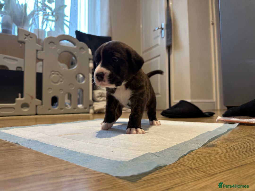 Mixed Breed dogs for sale: Lab- Cane Corso Puppies Looking for Loving Homes - Advert 11