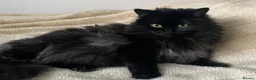 Mixed Breed cats for sale: Munch - Advert 6