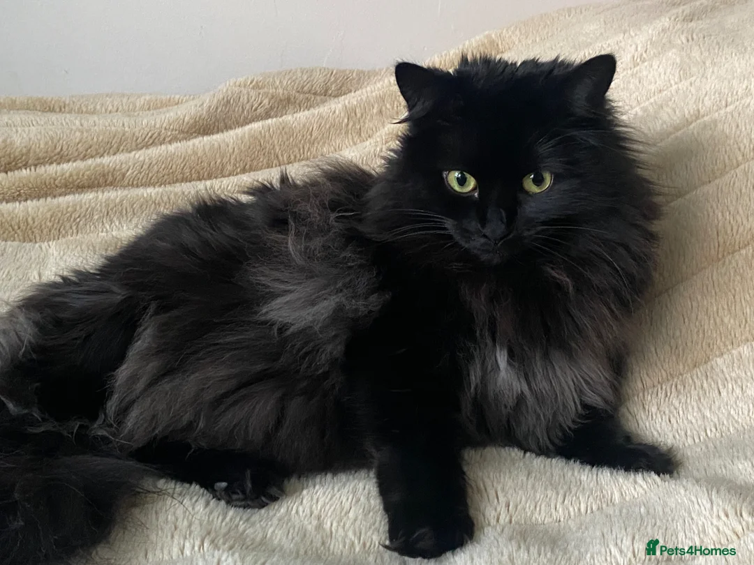 Mixed Breed cats for sale: Munch - Advert 6