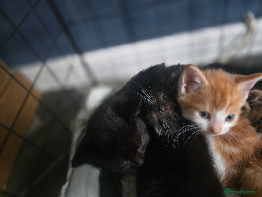 British Shorthair cats for sale: Adorable kittens - Advert 6