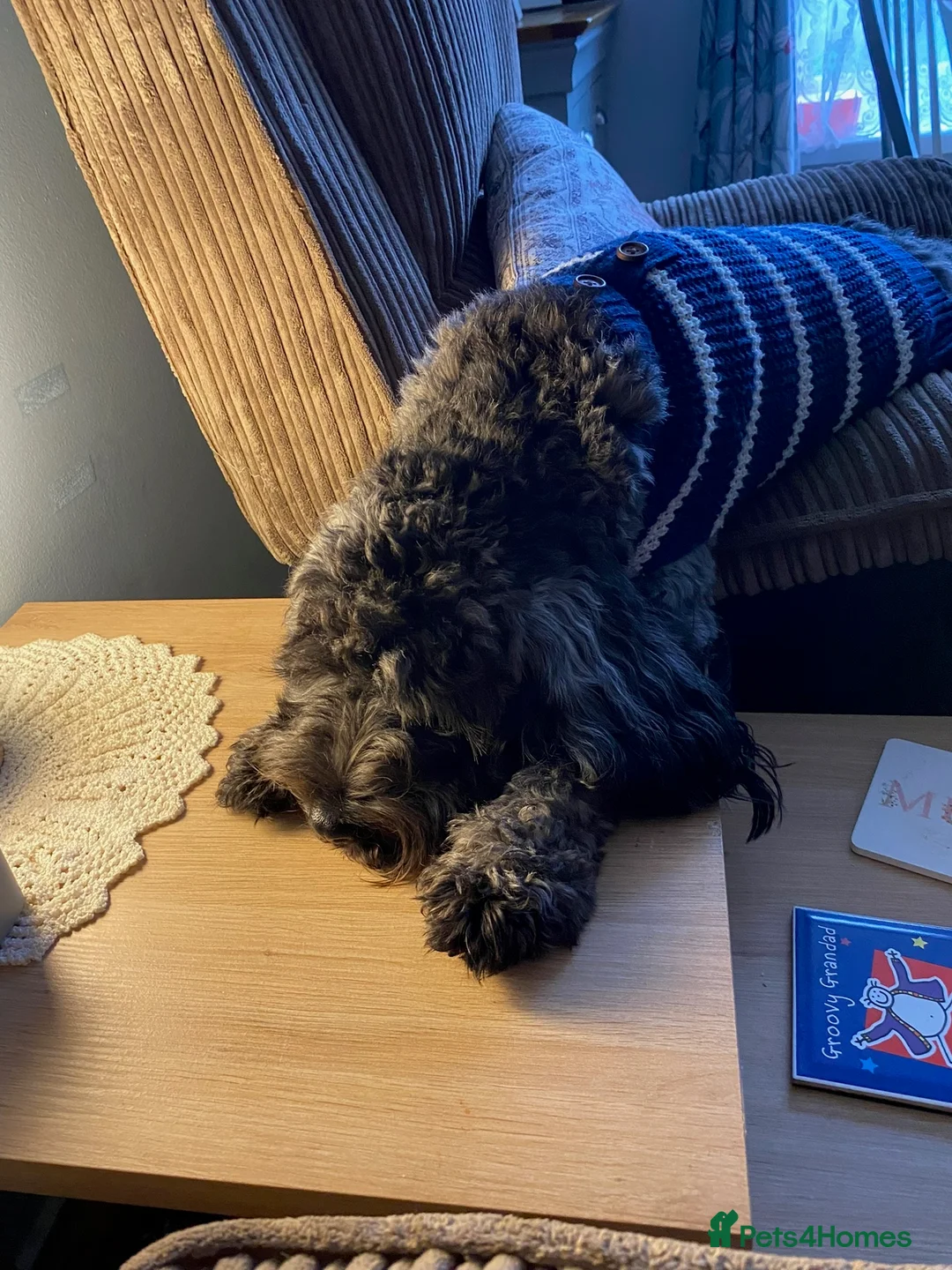 Cavapoochon dogs for sale: Bouncy loving boy in Dorchester - Advert 5