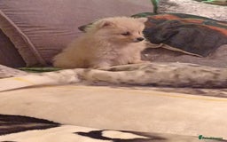 Pomeranian dogs for sale: Butiful Pomeranians - Advert 6