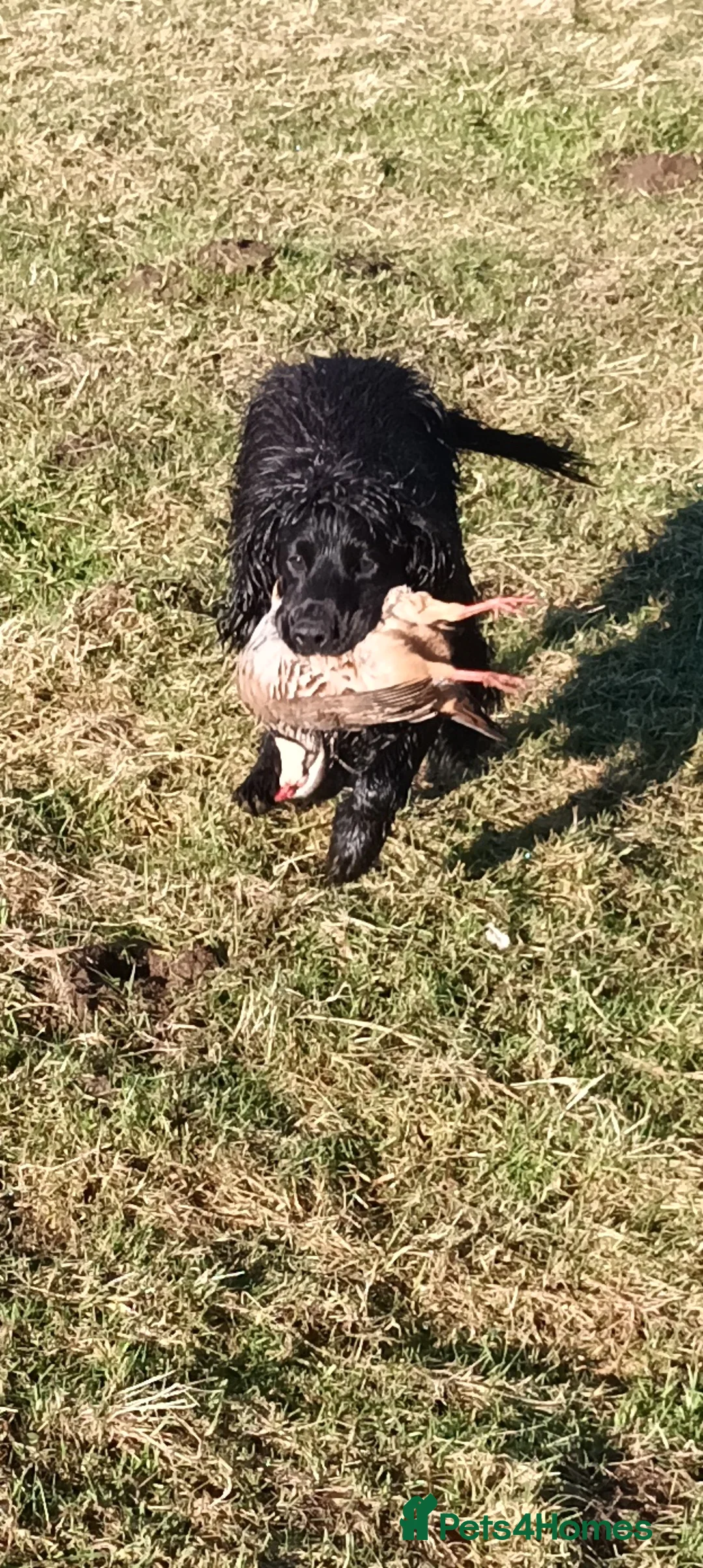 Cocker Spaniel dogs for stud: Working Cocker at stud  in Hexham - Advert 4