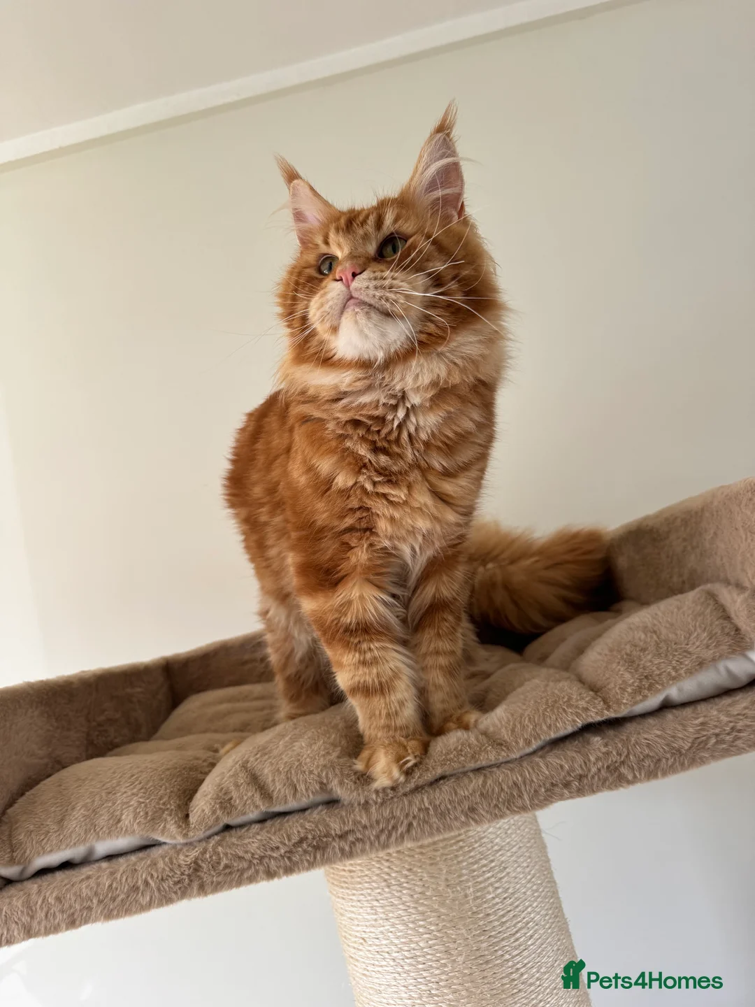 Maine Coon cats for stud: Proven Red tabby Maine coon stud - Advert 2