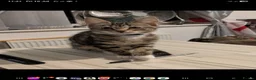 British Shorthair cats for sale: Brother and sister ready to collect now - Advert 8